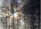 2. Star Burst.jpg : Hayden Valley, Misty Morning, USA Yellowstone Montana Wyoming Idaho winter